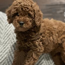 Goldendoodle and Poodle Puppies from County Line Kennel