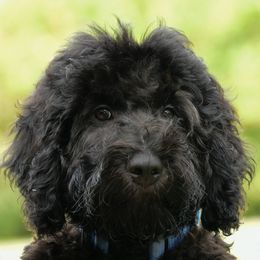 Sheepadoodle Puppies from Riley Grace Puppies