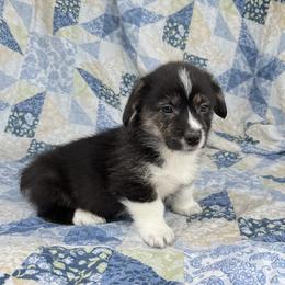 Albert - Black and tan male American Corgi puppy in Washington, Arkansas from Foxy Knoll Farm
