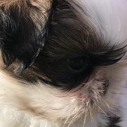 Shih Tzu Puppies from Willow Lane Shih Tzus