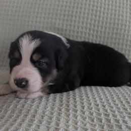 Jet - Black tri male Miniature Australian Shepherd puppy in Crockett, Texas from Pleasant Grove Aussies