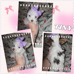 Girl 1 - Chocolate, tan and white female Yorkshire Terrier puppy in Wartburg, Tennessee from Amanda's Precious Pups