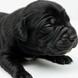 Girl 7 - Black female Cane Corso puppy in Haslet, Texas from Trained To Go Corso Kennels (T.T.G. Corso Kennels)