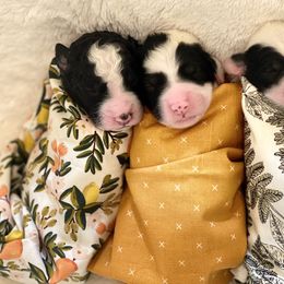 Sheepadoodle Puppies from Meadowbrook Sheepadoodle Co.