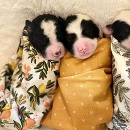 Sheepadoodle Puppies from Meadowbrook Sheepadoodle Co.