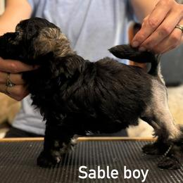 Sable - Gold sable male Lowchen puppy in Lexington, Kentucky from Willowcreek Kennel