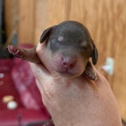 Rowley Jefferson - Chocolate and cream male Dachshund puppy in Stamford, Texas from West Texas Miniature Dachshunds