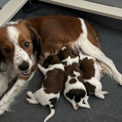 Nederlandse Kooikerhondje Puppies from West Side Kooikers