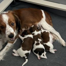 Nederlandse Kooikerhondje Puppies from West Side Kooikers