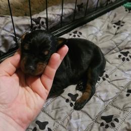 Nova - Black and rust female Doberman Pinscher puppy in Mount Orab, Ohio from Heyne Kennels