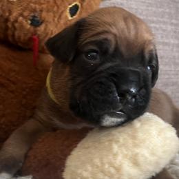 Boy 5 - Fawn male Boxer puppy in Plainwell, Michigan from Hope's Beautiful Boxers