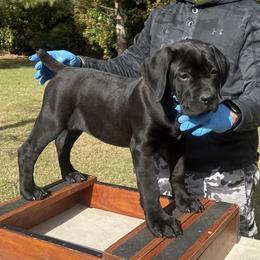 Raven - Black female Cane Corso puppy in Tabor City, North Carolina from Dream Team Kennels