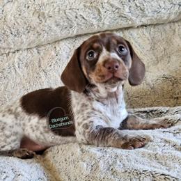 Freya smooth chocolate brindle pointed pie - Piebald female Dachshund puppy in Herald, California from Bluegum Dachshunds