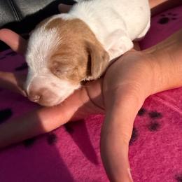 Baby Girl - Dapple female Dachshund puppy in Wappapello, Missouri from Kandb Dachshunds