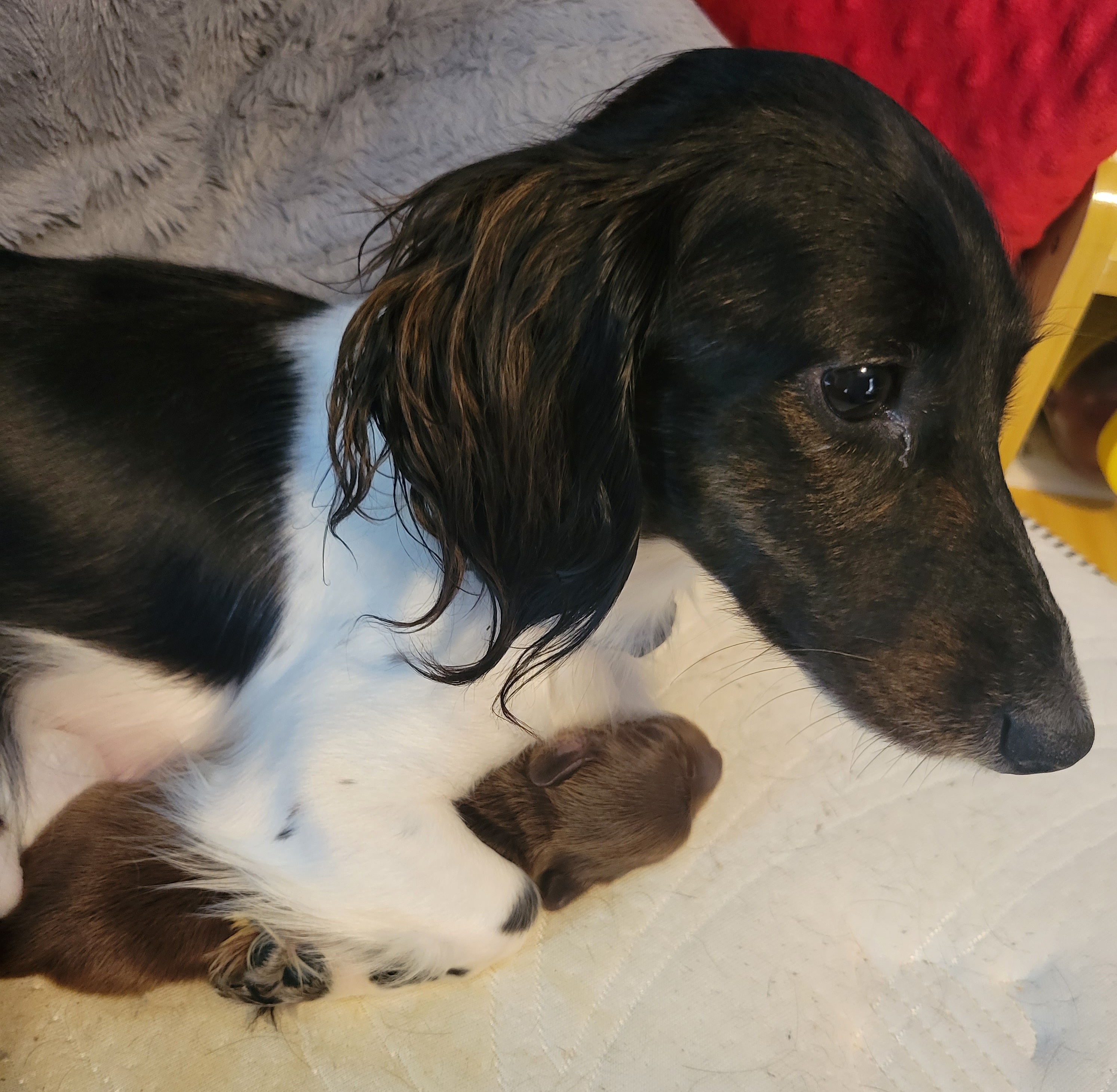 Dachshund Puppies from Harlee's Dachshunds