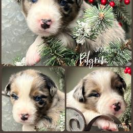 (1) Pilgram - Blue merle male Australian Shepherd puppy in Huntington, Texas from JKKJ Farms