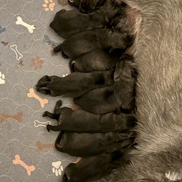 Boy 2 - Pepper and salt male Standard Schnauzer puppy in Henryville, Indiana from Forestview