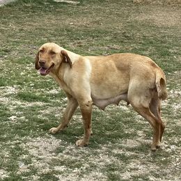 Dixie - Labrador Retriever