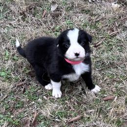 Girl 3 - Black and white female Border Collie puppy in Michie, Tennessee from Rivendell Border Collies