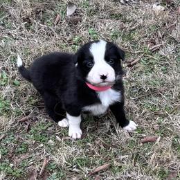 Girl 3 - Black and white female Border Collie puppy in Michie, Tennessee from Rivendell Border Collies