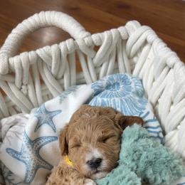 Hendrix - Apricot male Goldendoodle puppy in Huntington, Utah from Krispydoodle