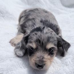 Mindy - Dapple female Dachshund puppy in Richmond, Virginia from Irresistible Dachshunds & Cavaliers