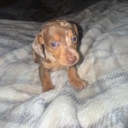 Dapple female - Dapple female Dachshund puppy in Woodward, Oklahoma from Wiener Dreams Dachshunds