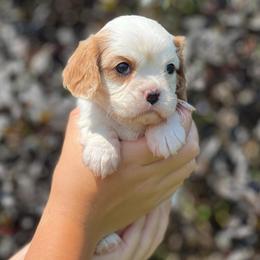 Girl-2PINK - Blenheim female Cavalier King Charles Spaniel puppy in Graysville, Tennessee from Country Goldens and Mountain Top Cavaliers