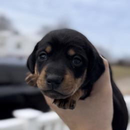 Black and Tan Female 1 - Black and tan female Dachshund puppy in Blackstone, Virginia from Cheyenne's Dachshunds