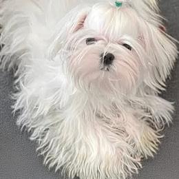 Cavapoo, Maltese, and Maltipoo Puppies from Carolina Canines