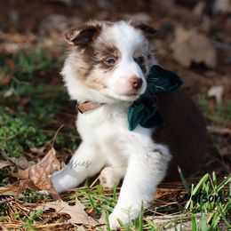 Australian Shepherd, Miniature American Shepherd, Miniature Australian Shepherd, and Toy Australian Shepherd Puppies from TK Standard, Mini, & Toy Aussies