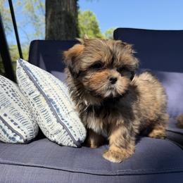 Mal-Shi, Maltese, Maltipoo, Poodle, and Shih Tzu Puppies from Joy-Fur Puppies