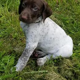 German Shorthaired Pointers from Laurel Creek