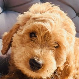 Goldendoodles from Kim’s Doodles