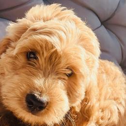 Goldendoodles from Kim’s Doodles