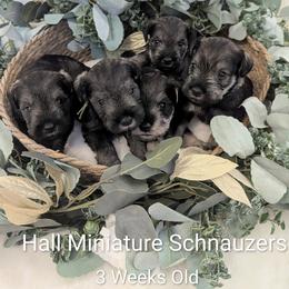 Miniature Schnauzer puppies from Hall Miniature Schnauzers