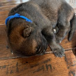 P'Blue Male 2 - Sable male German Shepherd puppy in Alum Creek, West Virginia from Stay Wild K9