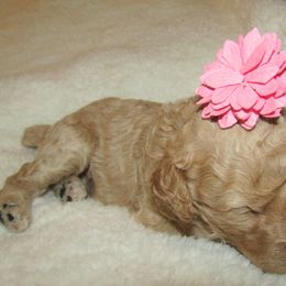 Goldendoodle and Poodle Puppies from David & Patricia Elliott