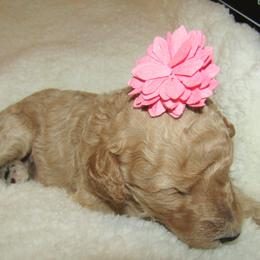 Goldendoodle and Poodle Puppies from David & Patricia Elliott