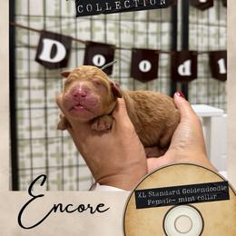 Encore - Dallas,Tx - 4,000 - Red  female Goldendoodle puppy in Garland, Texas from Twilight Doodles