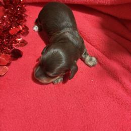 Silky chocolate and cream - Chocolate and cream male Dachshund puppy in Pleasant Plains, Arkansas from JGBs Dachshunds