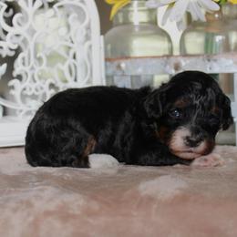 Pearl - Tri-color female Bernedoodle puppy in Eagle Mountain, Utah from Fur Real Puppies.