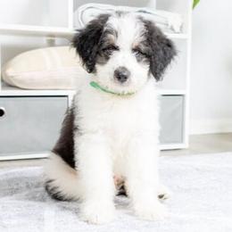 Green - Located in San Diego - Black tri-color male Aussiedoodle puppy in Georgetown, California from Foothill Aussies