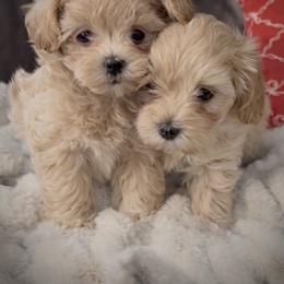 Maltipoo puppies from Riyem Wildflower Farms