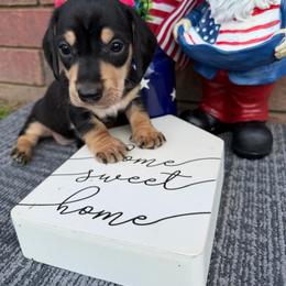 Ruger - Black and cream male Dachshund puppy in Keota, Oklahoma from Skyview Doxie Ranch