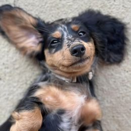 Dachshunds from Miniature Dreams Dachshunds