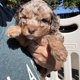 Aussiedoodle - Red merle male Aussiedoodle puppy in Hayward, California from Bay Area Aussiedoodles