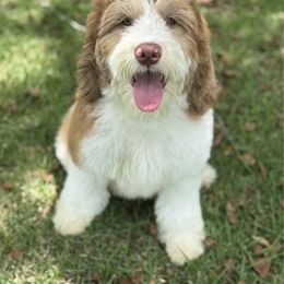 Gruyere - Merle male Goldendoodle puppy in Rose Hill, North Carolina from Red Door Canines