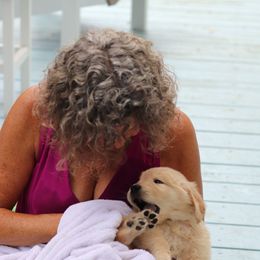 Golden Retriever Puppies from Golden Hour Golden Retrievers