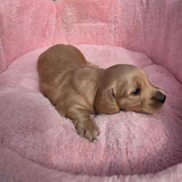 Puddin - Cream male Dachshund puppy in Bristol, Tennessee from It's Mini Wieners Baby